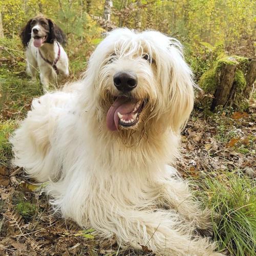 Labradoodle Hicke